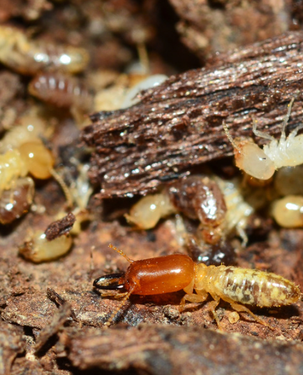 Anti-Termite In-Ground Treatment