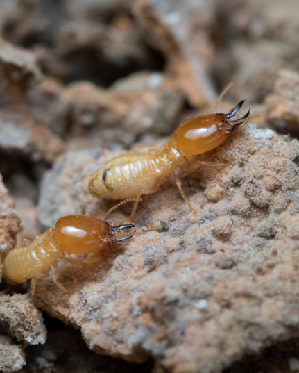Anti-Termite Baiting Treatment