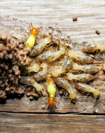 Anti-Termite Soil Treatment