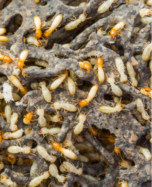Termite Control