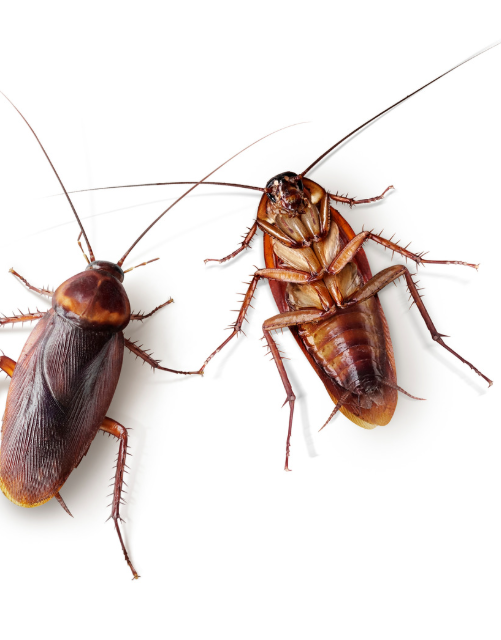 Cockroach Specialty Control